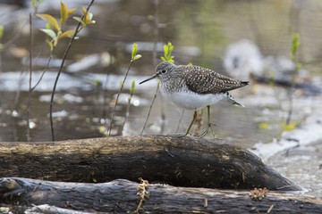 solitary sandpiper (Tringa solitaria) in spring