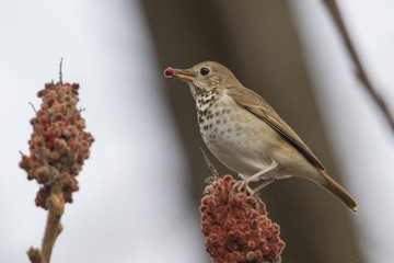 hermit thrush in winter