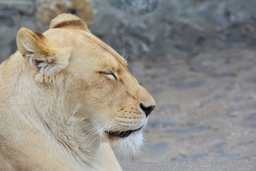 Sleepy lioness