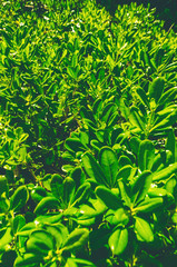 background of green leaves. background and wallpaper
