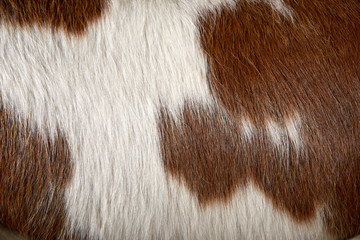 Close up detail of brown and white spotted cow