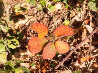 close up red autumn leaves on shrub floor foliage nature