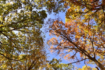 Treetops in forest