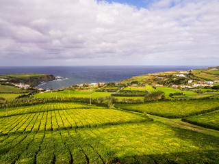 Tea plantation in Porto Formoso, Azores, Portugal