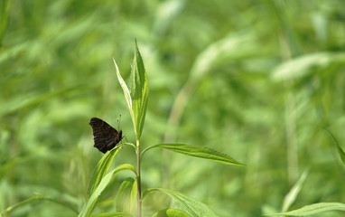 a butterfly in the grass