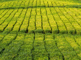 Tea plantation in Porto Formoso, Azores, Portugal