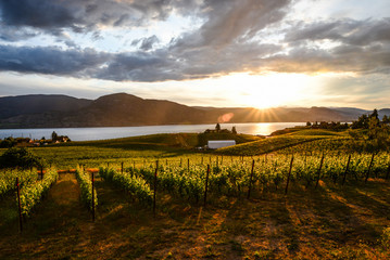 Sunset in the Vineyards in Penticton , okanagan valley Canada