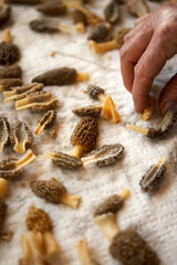 Man cleaning and cutting morel mushrooms