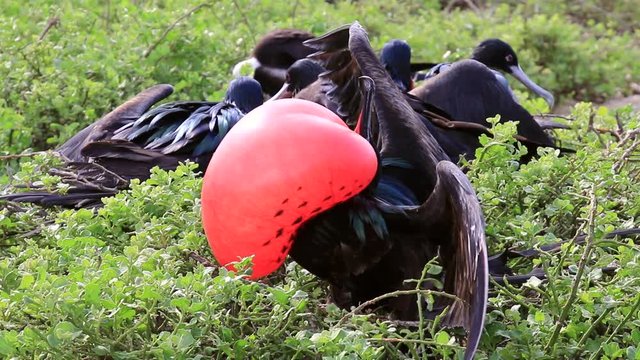 Male Great Frigatebird displaying on Genovesa Island, Galapagos National Park, Ecuador