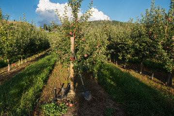 Apple tree with apple fruit and sun beams in the okanagan valley