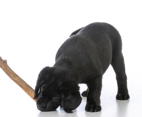puppy with a stick
