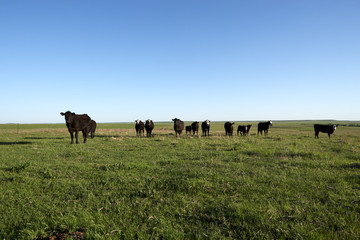 Herd of curious black beef cattle in a pasture