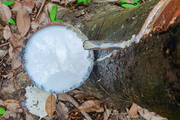 latex extracted from rubber tree source of natural rubber