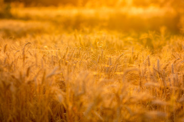 golden sun set fields of wheat against sunset