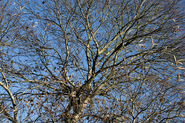Autumn sunshine on a tree that has lost its leave in the country park