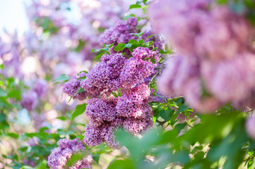 Obraz premium Lilac flowers background
