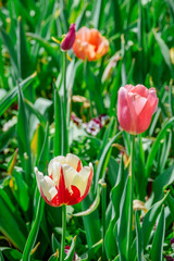Tulips in the garden