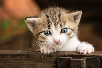 tiny small kittens in a old wood box outdoor