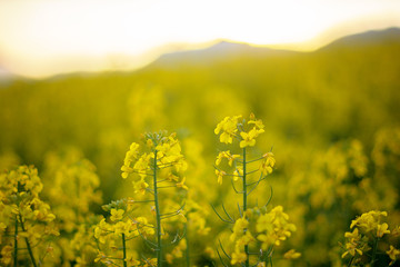Obraz premium yellow rapeseed field
