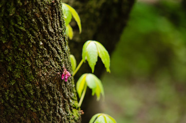 Isolated small violet Cercis siliquastrum flower growing in a tree trunk with a green background. Shallow depth of field