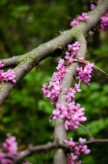Obraz premium Close up of a branch with violet blossoming Cercis siliquastrum plant (Foreset Pansy) at El Capricho garden in Madrid (Spain)