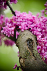 Close up of violet blossoming Cercis siliquastrum plant at El Capricho garden in Madrid (Spain)