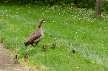 Family of ducks. Newborn ducks following their mother over the grass