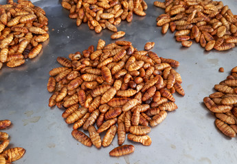 Fried silk pupa / Alternative source of protein