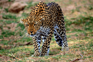 Fototapeta na wymiar African Leopard crouching down as if to pounce on it's prey, South Luangwa Nationa Park