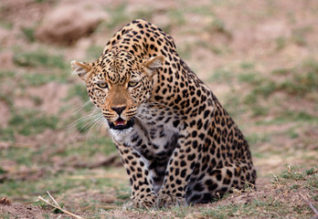 African Leopard (Panthera Pardus) looking very alert directly into camera, South Luangwa National Park, Zambia