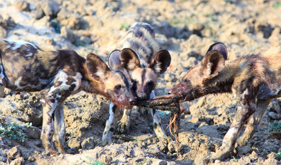 Wild Dog Pups fighting over carcass remains.  They are learning how to pull meat apart after it was given to them by their parents.  South Luangwa Natioanl Park, Zambia