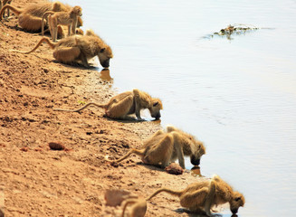 Straight line of  at roop of baboons with heads down drinking from the Luangwa river in Zambia, Southern Africa
