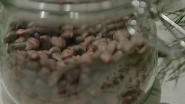 Piece of kitchen interior with a glass can full of cedar nuts and decorated with coniferous tree branch, green cone on cedar.