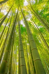 Crédence de cuisine en verre imprimé Bambou Forêt de bambou dans le temple Hokokuji ou le temple Take-dera à Kamakura, au Japon. Fond de bambou vert. Concept méditatif et bouddhique. Prise de vue verticale.