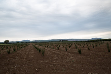 Fototapeta na wymiar Freshly planted hazelnut plantation near Rome