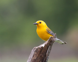 Prothonotary warbler