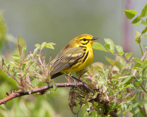 Prarie Warbler