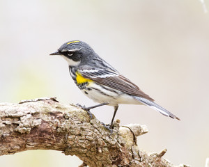 Yellow-rumped Warbler