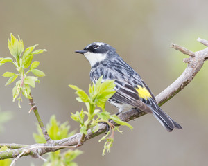 Yellow-rumped Warbler