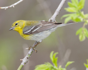 Pine Warbler