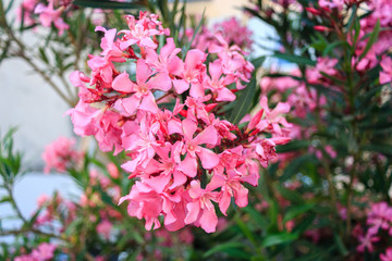 pink oleander flowers close-up