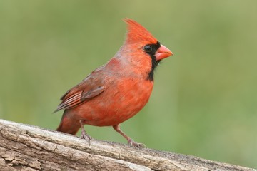 Male Cardinal On A Log