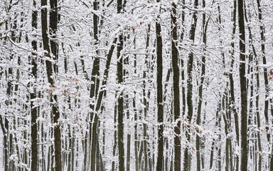 winter forest, snowy trees, snowy branches