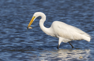 Great egret (Ardea alba) hunting in tidal marsh, Galveston, Texas, USA
