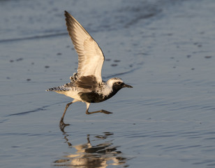 Black-bellied, or grey plover (Pluvialis squatarola) takin off at the ocean beach, Galveston, Texas, USA.
