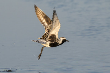 Black-bellied, or grey plover (Pluvialis squatarola) takin off at the ocean beach, Galveston, Texas, USA.