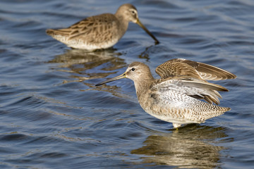 Short-billed dowitcher (Limnodromus griseus) wading in shallow water of tidal marsh, Galveston, Texas, USA.