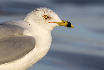 Ring-billed gull (Larus delawarensis), portrait at the ocean beach, Galveston, Texas, USA