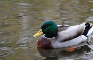 Ente auf dem Teich
