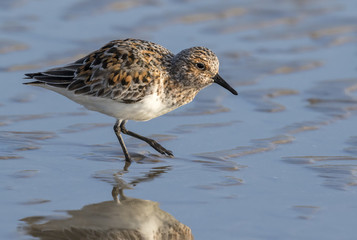 Sanderling (Calidris alba) in summer plumage feeding at the ocean beach, Galveston, Texas, USA.